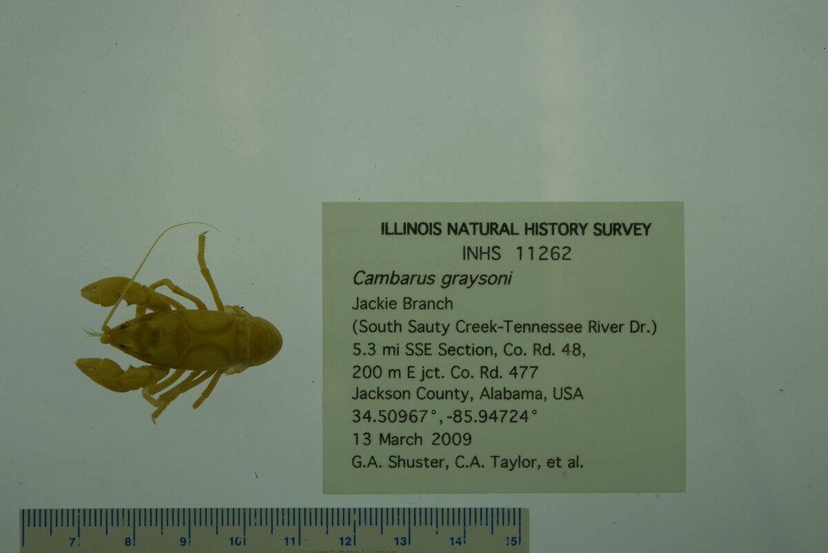 Cambarus graysoni image